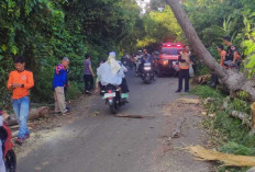 BPBD OKU Evakuasi Pohon Tumbang di Jalinsum Lengkiti