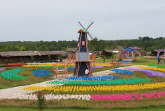 Pesona Kampung Wisata Yasaman Cindo di Banyuasin, Destinasi Instagramable dengan Taman Bunga Celosia