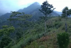 Menjelajah Bukit Sekaca : Wisata Alam Tersembunyi di OKU Selatan yang Menawan !