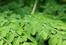 Manfaat Daun Kelor untuk Kesehatan: Superfood dari Alam yang Wajib Anda Ketahui