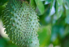 Jus Sirsak : Minuman Segar Penuh Manfaat untuk Kesehatan
