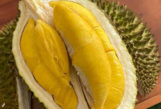 Manfaat Durian : Si Raja Buah yang Kaya Nutrisi