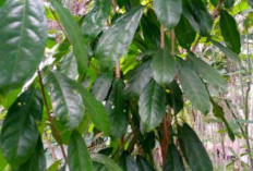Jaga Kesehatan Ginjal dan Obati Maag dengan Daun Hantap