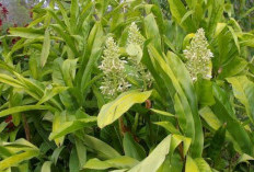 Bunga Lengkuas, Tanaman Herbal dengan Segudang Manfaat untuk Kesehatan dan Kehidupan Sehari-hari