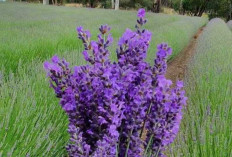 Selain Mengusir Nyamuk, Ini 9 Manfaat Lavender yang Tersembunyi!