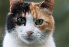 Nama-Nama Kucing Lucu yang Unik dan Menggemaskan: Inspirasi untuk Pecinta Kucing di Rumah