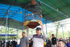 Kejuaraan Burung Berkicau Ramai Peserta dari Luar Daerah