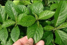 Atasi Kencing Batu dan Batu Ginjal dengan Daun Keji Beling