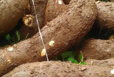 Tingkatkan Sistem Imun dan Jaga   Berat Badan dengan Singkong