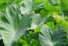 Sehatkan Sendi dan Kurangi Nyeri dengan Daun Talas