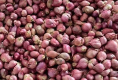 Jenis-Jenis Bawang yang Wajib Diketahui untuk Memasak Lebih Lezat