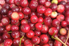 Obati Radang dan Asam Urat dengan Buah Salam 