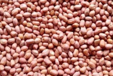 Kacang Tanah : Si Kecil Kaya Manfaat yang Tetap Jadi Favorit di Segala Usia