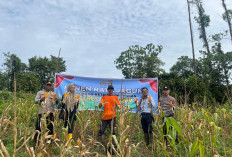 Dukung Swasembada Pangan, Panen Raya Jagung Serentak