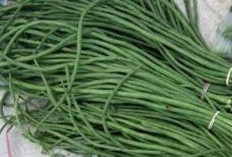 Konsumsi Kacang Panjang Jadi Solusi Melancarkan Pencernaan dan Mencegah Sembelit