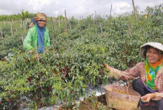 Harga Cabai di Muaraenim Tembus Rp50 per Kilogram 