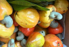 Manfaat dan Potensi Jambu Monyet sebagai Superfood Lokal