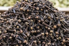 Atasi Mual dan Muntah dengan Cengkeh 