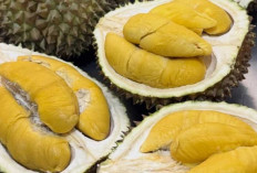 Cita Rasa Khas Durian Monthong Palu, Kebanggaan Buah Tropis dari Sulawesi Tengah