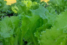 Kreasi Masakan dari Selada: Lebih dari Sekadar Salad