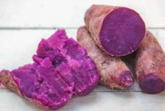 Rebusan Ubi Ungu, Makanan Tradisional Bergizi Tinggi yang Kian Diminati Masyarakat