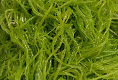 Masakan dari Rumput Laut: Lezat dan Bergizi untuk Kesehatan