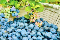 Macam-Macam Buah Berry dan Segudang Manfaatnya untuk Kesehatan