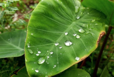 Jaga Kesehatan Kulit, Darah dan Tulang dengan Daun Talas 