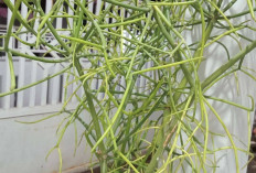 Hilangkan Kutil dan Tahi Lalat dengan Tanaman Patah Tulang