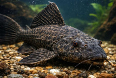 Fakta Menarik Ikan Sapu-Sapu: Dari Hama Perairan hingga Pembersih Alami Sungai