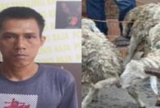 Curi 3 Ekor Kambing Warga, Tiga Pria di Tanjung Raja Ogan Ilir Diamankan polisi, Satu DPO