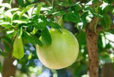 Sembuhkan Luka dan Penyakit Kulit dengan Buah Berenuk