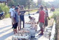Harga Karet Turun, Petani di Lubuk Raja Minta Kemudahan Akses Pupuk