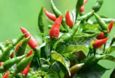 Dari Sambal hingga Tumisan, Inilah Jenis Cabai yang Sering Menghiasi Dapur Indonesia
