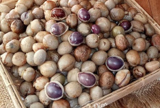 Kacang Bogor Dapat Meningkatkan Daya Ingat dan Kesehatan Otak