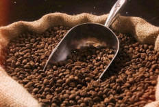 Kopi Robusta : Sensasi Pahit Kuat yang Jadi Andalan Pecinta Kafein