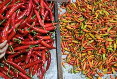 Harga Pangan 12 Agustus 2025: Cabai Rawit Rp45.485, Bawang Merah Rp47.658 per Kilogram !