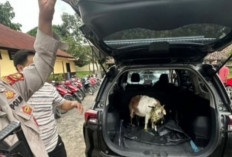 Polsek Tanjung Raja Tangkap 3 Pencuri Kambing :  Sita Senpira dan 6 Amunisi Aktif !