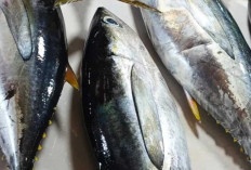 Rahasia Tulang dan Gigi Kuat : Deretan Makanan Sehat yang Wajib Dikonsumsi