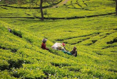 Menikmati Keindahan Kebun Teh di Pagar Alam : Surga Hijau di Sumatera Selatan