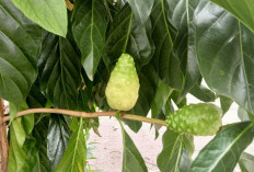 Jaga Kestabilan Gula Darah Dengan Buah Mengkudu