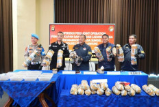 Polda Sumsel Bongkar Sindikat Ladang Ganja 20 Hektar di Empat Lawang, 220 Kg Ganja Disita