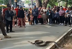 Heboh di Palembang : Ular Sanca 4 Meter Ditangkap di Tengah Trotoar Kambang Iwak !