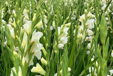 Bunga Tulip: Keindahan yang Memesona dari Alam