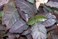 Atasi Ambeien dan Bisul dengan Daun Alifuru