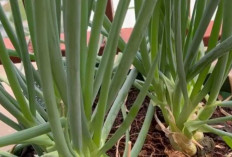 Manfaat Daun Bawang Selain untuk Masakan: Lebih dari Sekadar Penyedap Rasa