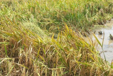 Pemkab Banyuasin Perketat Perlindungan Sawah Demi Jaga Produksi Beras