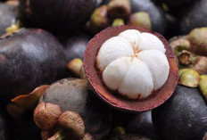 Obati Infeksi Kulit dan Keracunan Makanan dengan Manggis Hutan