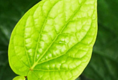 Khasiat Daun Sirih, Tanaman Tradisional yang Kaya Manfaat untuk Kesehatan