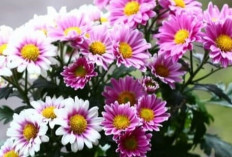 Bunga Krisan Ungu: Pesona Elegan yang Sarat Makna dan Peluang Ekonomi